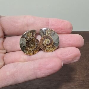 Ammonite Crystal Fossils #B